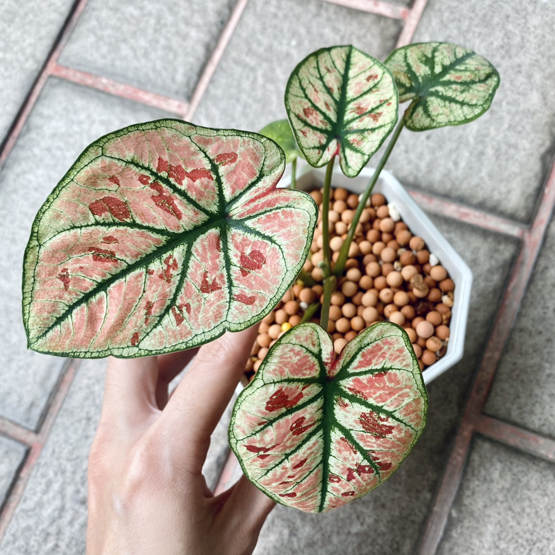 Photo of the plant species Strawberry Star Caladium by @munmunl named Ruby on Greg, the plant care app