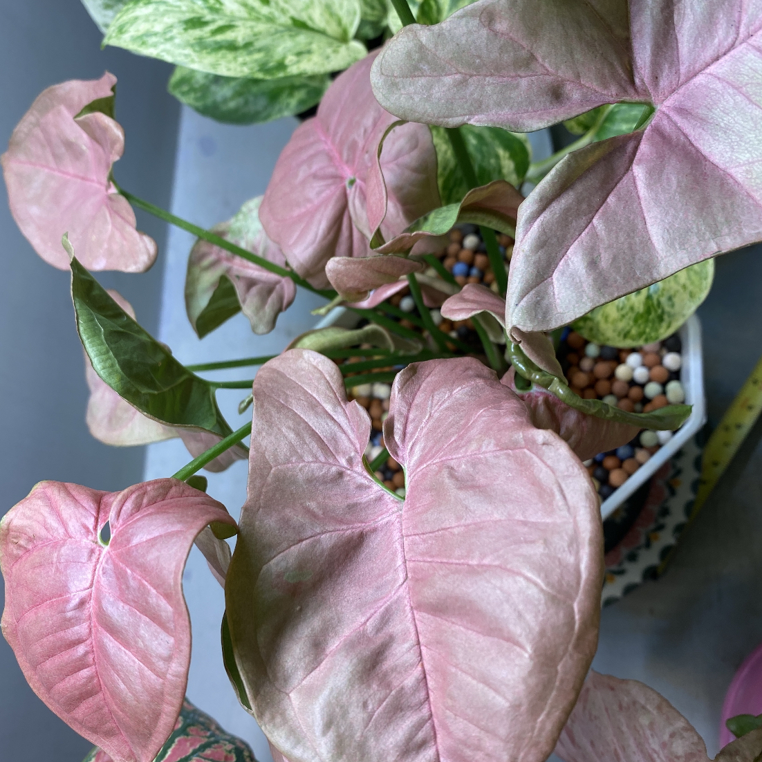 Photo of the plant species Pink Syngonium by @munmunl named Tissue on Greg, the plant care app