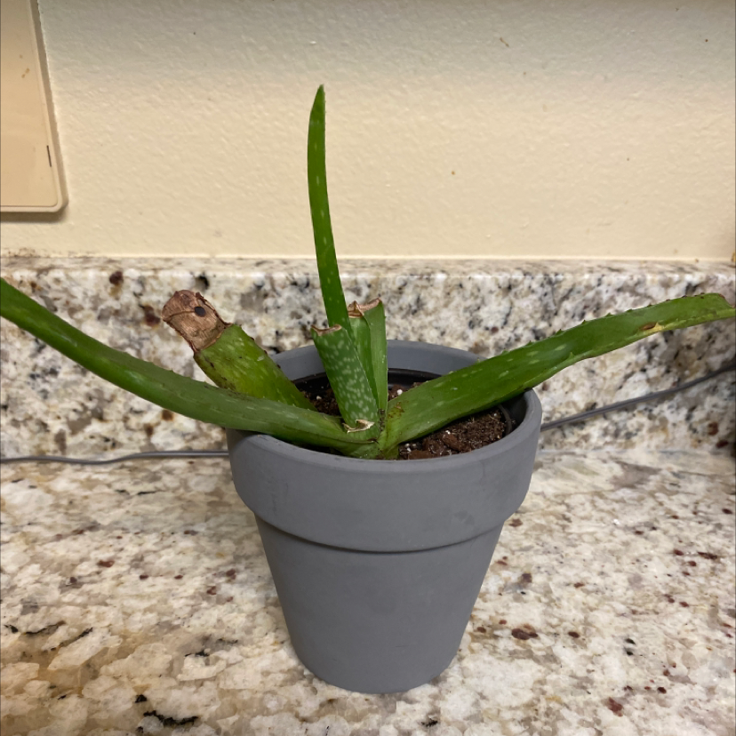 Aloe vera plant photo by Luke named Prickle on Greg, the plant care app.