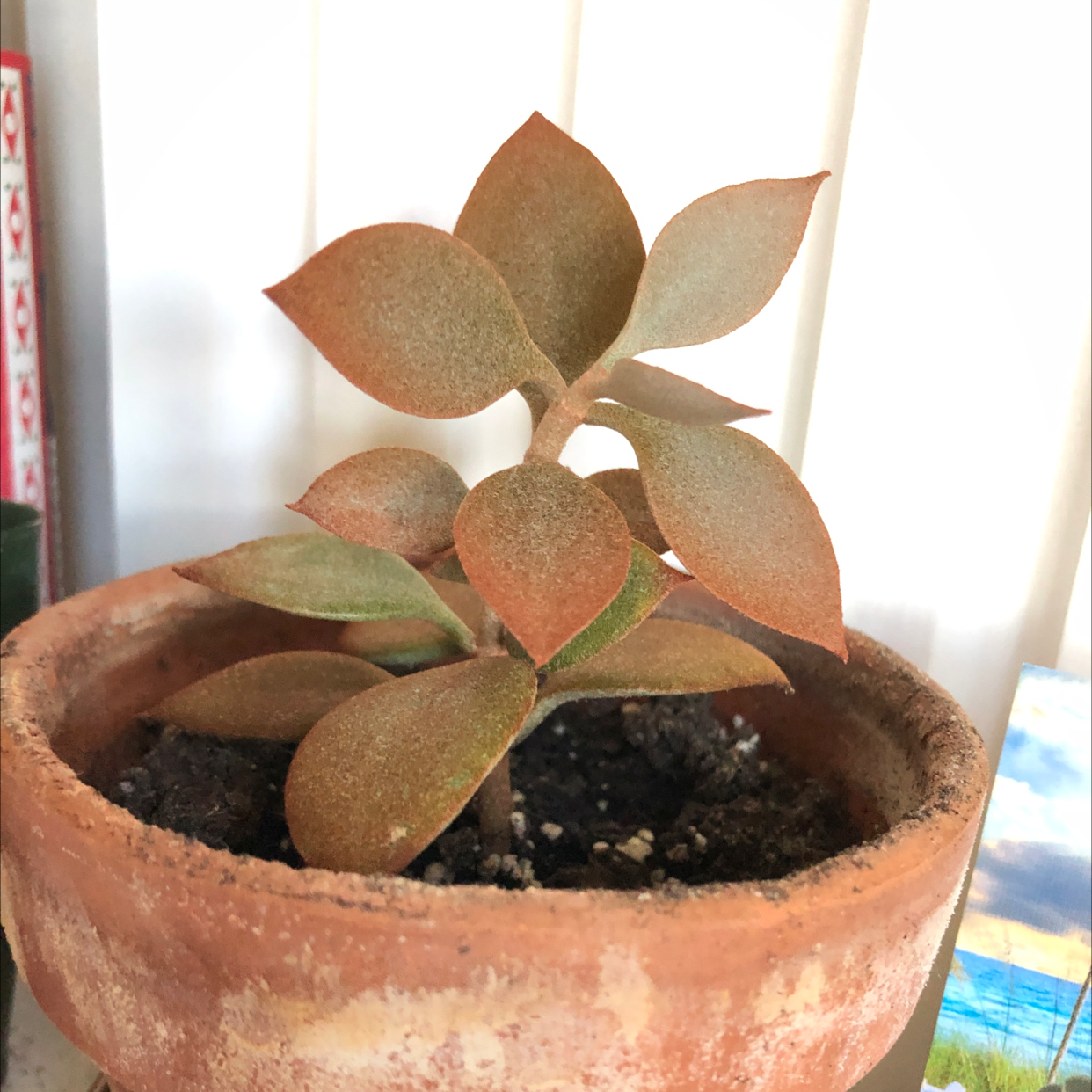 Photo of the plant species Copper Spoons by Christine named Your plant on Greg, the plant care app