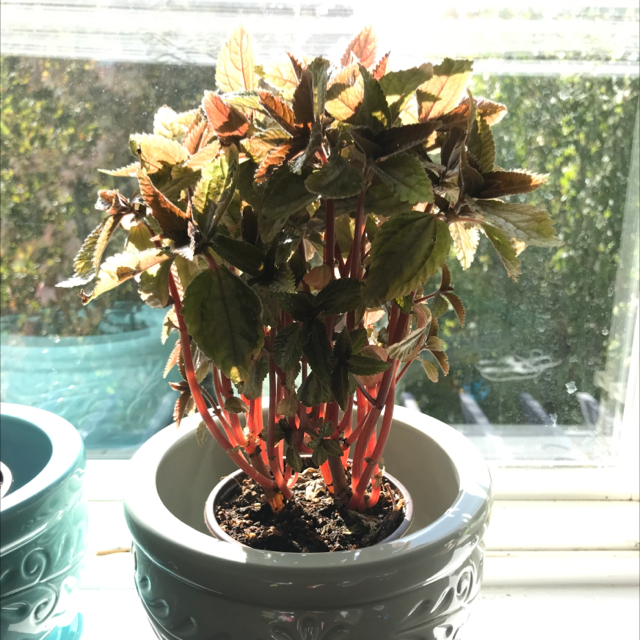Photo of the plant species Silver Cloud Pilea by @JhayOnPluto named Gobi on Greg, the plant care app