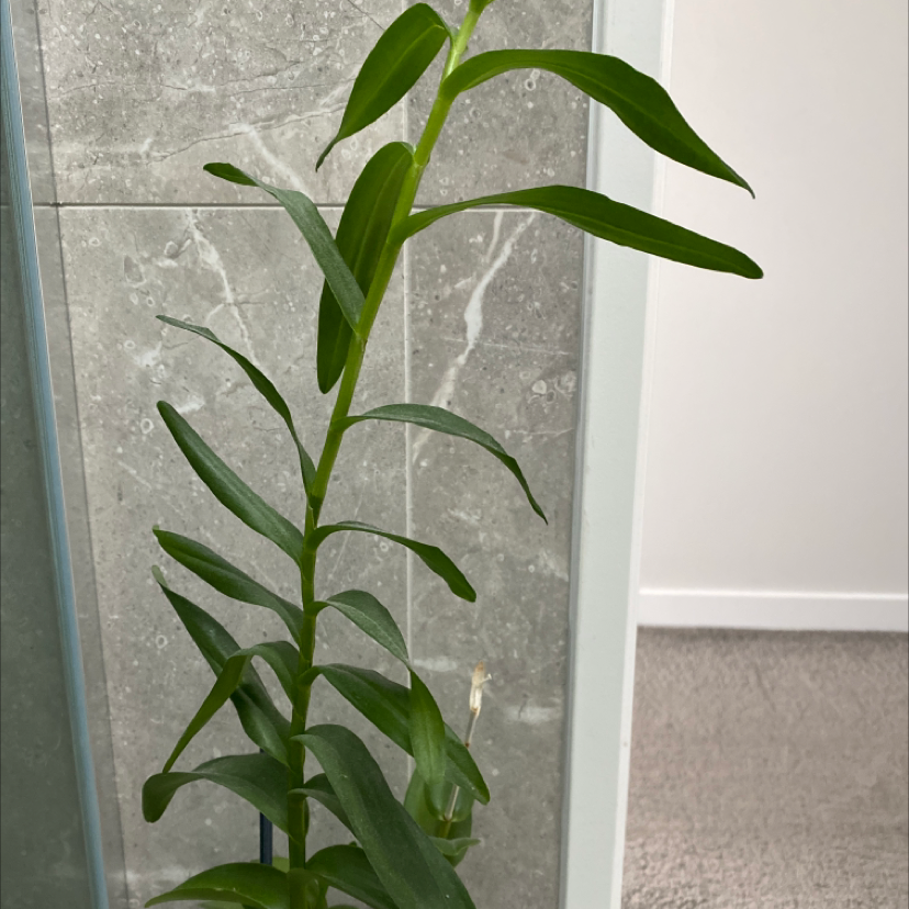 Photo of the plant species Grecian foxglove by Sarah named Zeus on Greg, the plant care app