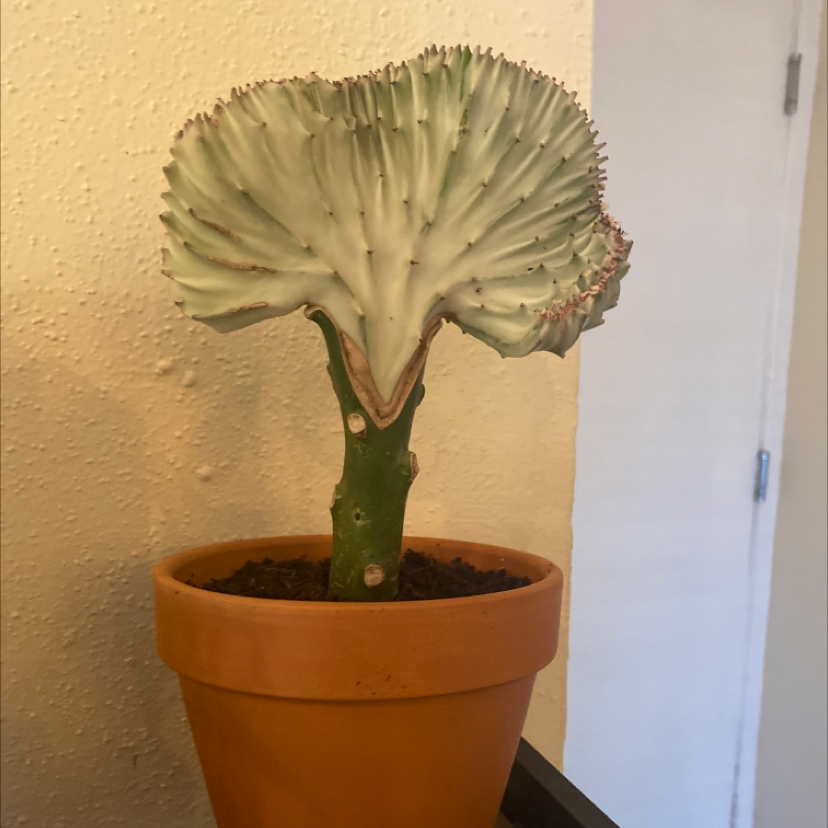Candelabra Cactus in a terracotta pot with visible soil, well-framed and in focus.