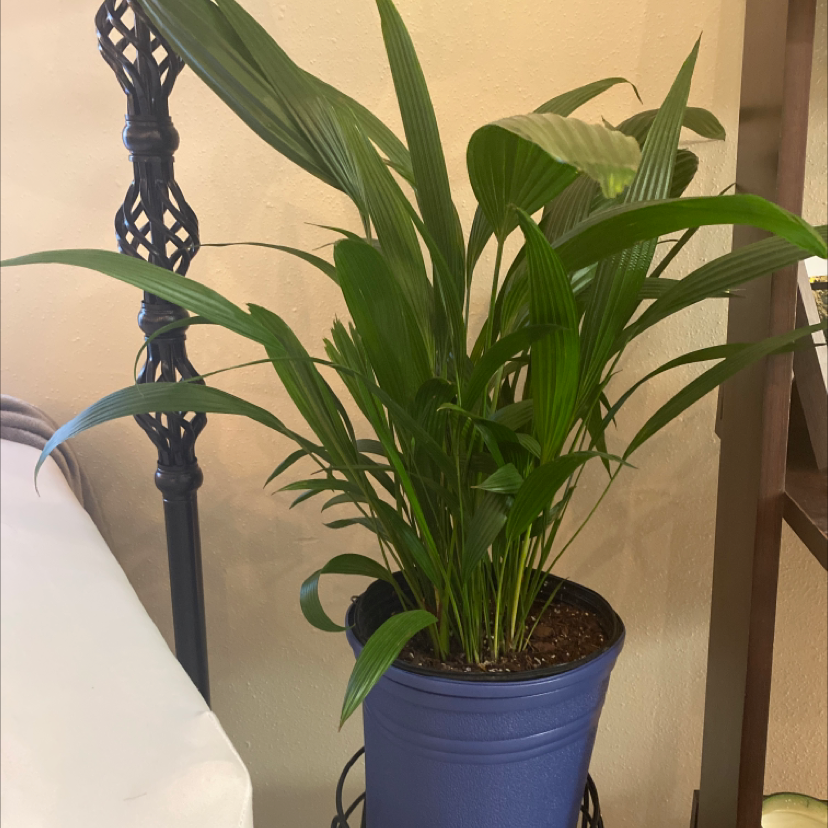 Healthy Cast Iron Plant in a blue pot with visible soil, well-framed and in focus.