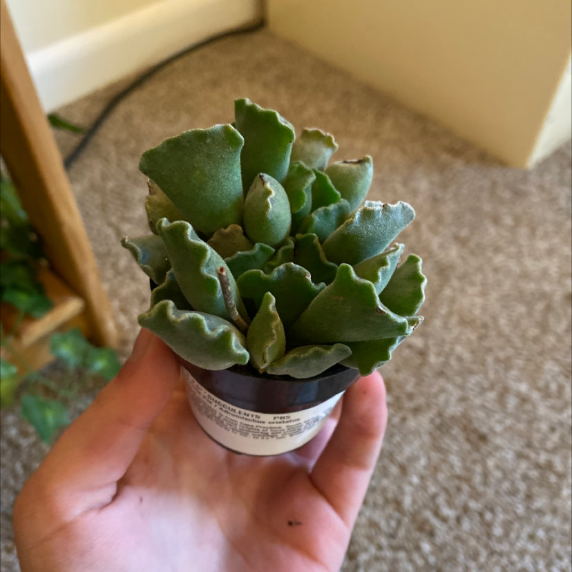 Pillow Feet Crinkle Leaf Plant held in a small pot with minor browning on leaf edges.