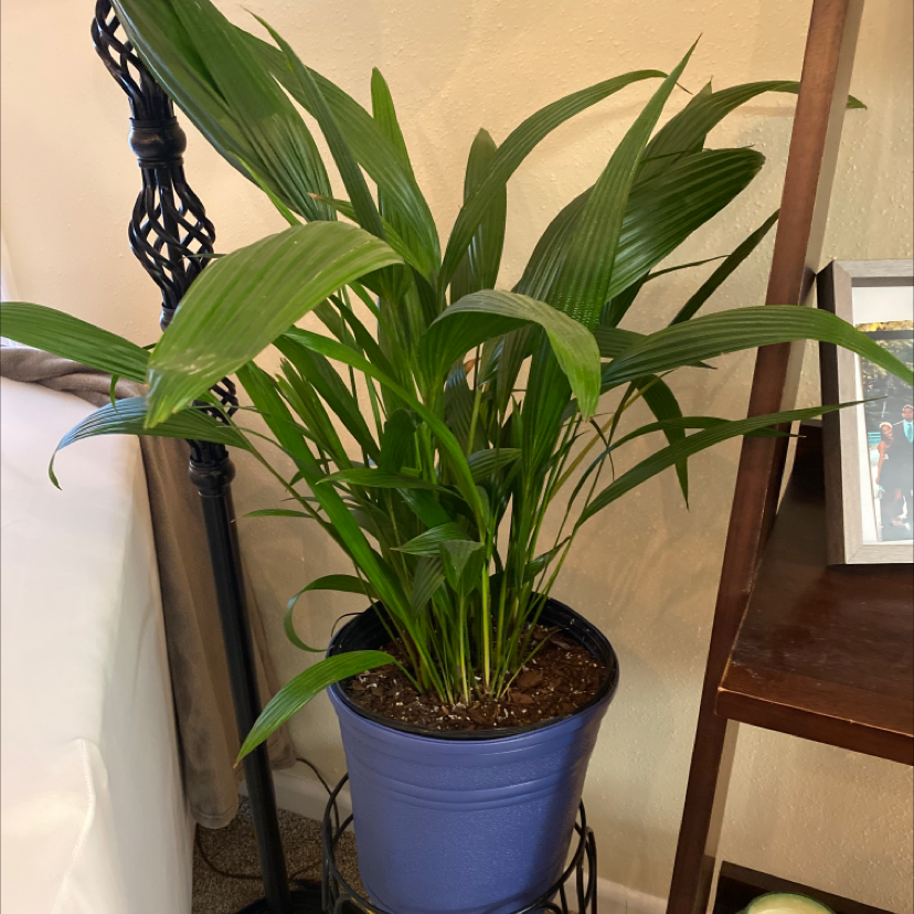 Healthy Cast Iron Plant in a blue pot with visible soil, placed indoors.