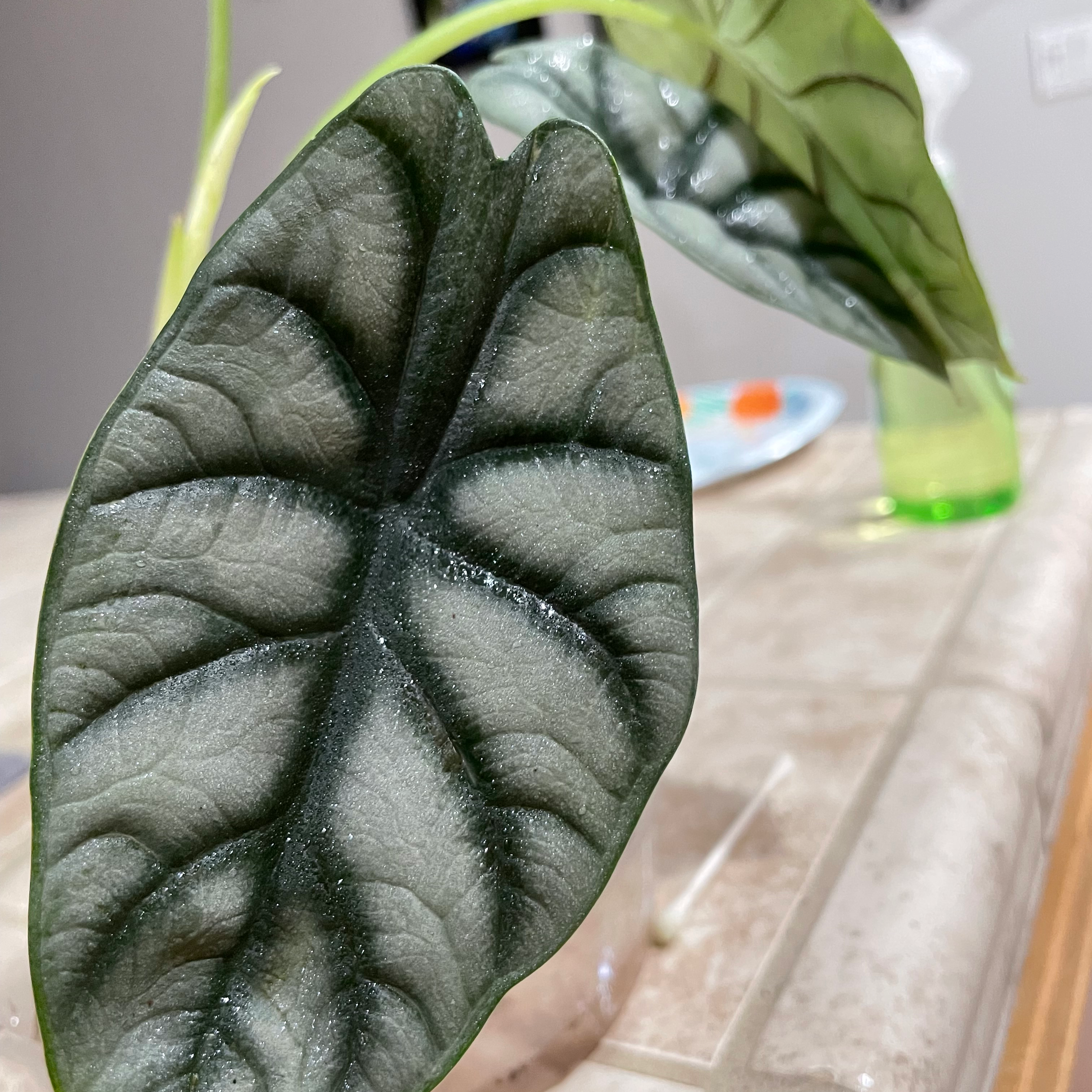 Close-up of a Silver Dragon plant with dark green leaves and silvery-white veins.