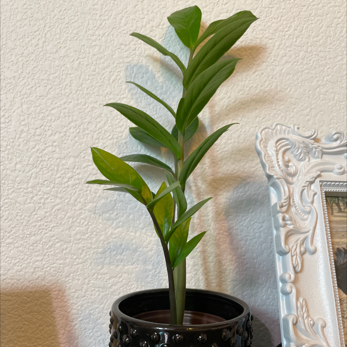 Zamioculcas Zamiifolia plant photo by @Plantsmehappy named Harmony on Greg, the plant care app.