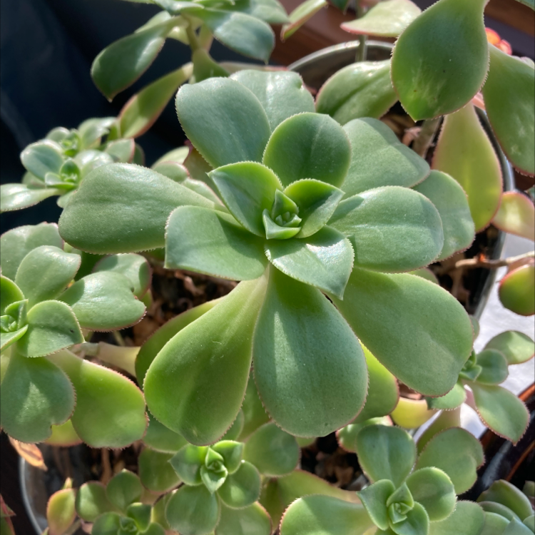 Healthy Haworth's Aeonium with green rosette leaves.