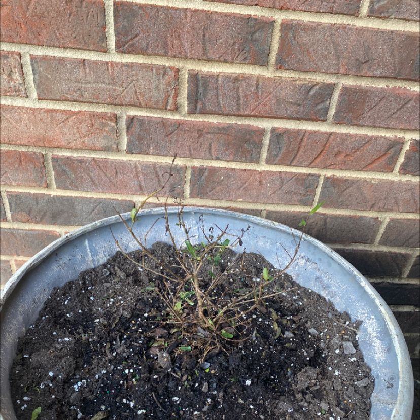 Photo of the plant species Pomegranate 'Legrelleae' by Hannah named Your plant on Greg, the plant care app