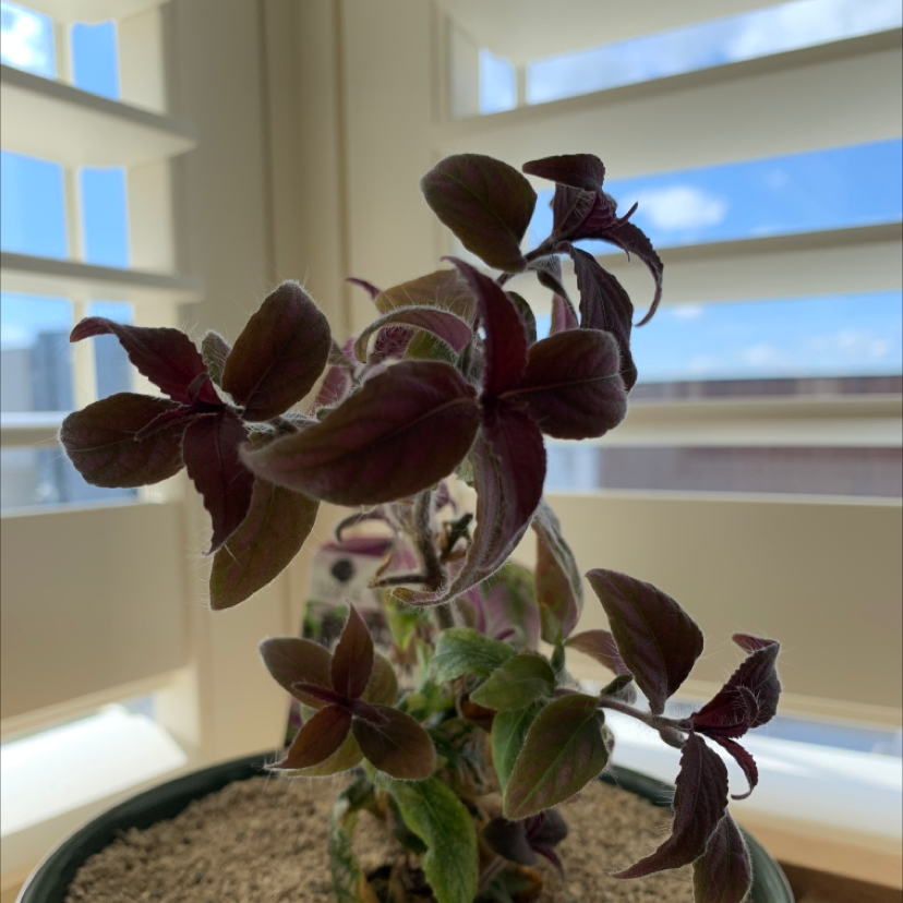 Brazilian Joyweed plant in a pot near a window with visible soil and dark purple leaves.