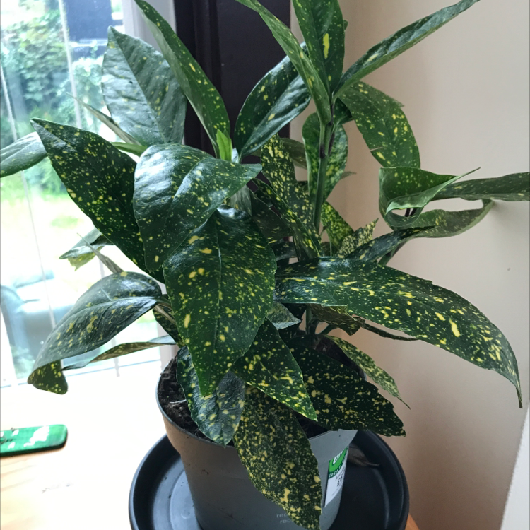 Healthy Japanese Laurel plant with glossy dark green and yellow speckled leaves, in a black plastic pot near a bright window.