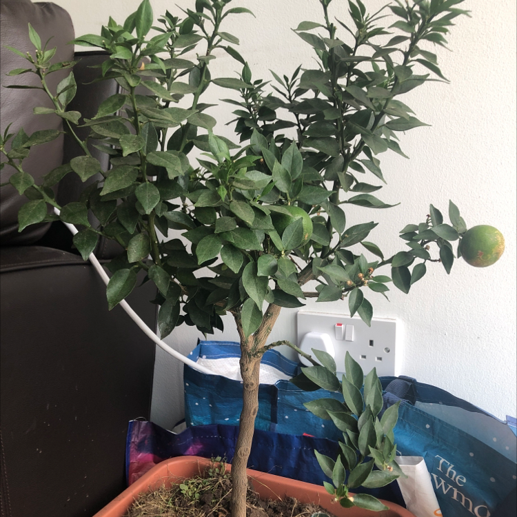 Photo of the plant species Chinotto by Alexander named Your plant on Greg, the plant care app