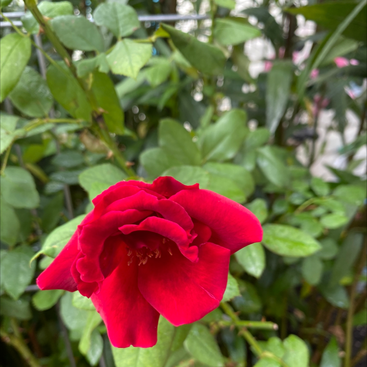 Beach Rose with a prominent red flower and healthy green leaves.