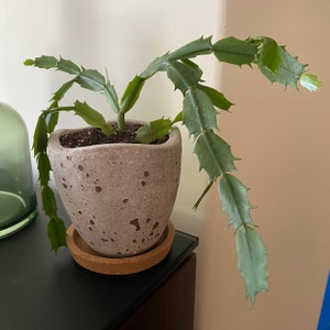 False Christmas Cactus plant photo by Abbypremnum named Noel on Greg, the plant care app.