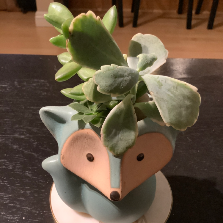 Lavender Scallops plant photo by @Seb123 named Foxi on Greg, the plant care app.