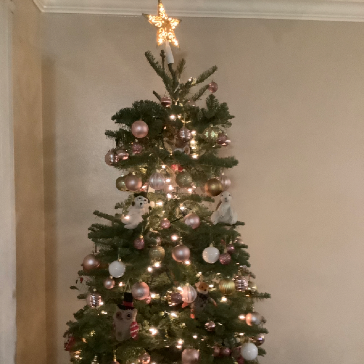 Noble Fir plant photo by @Seb123 named Fred on Greg, the plant care app.