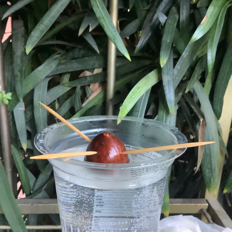 Wurtz Avocado plant photo by @Seb123 named Avo on Greg, the plant care app.