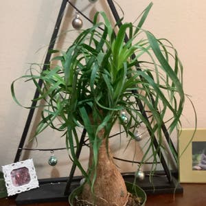 Ponytail Palm plant photo by @Seb123 named Bonzi on Greg, the plant care app.