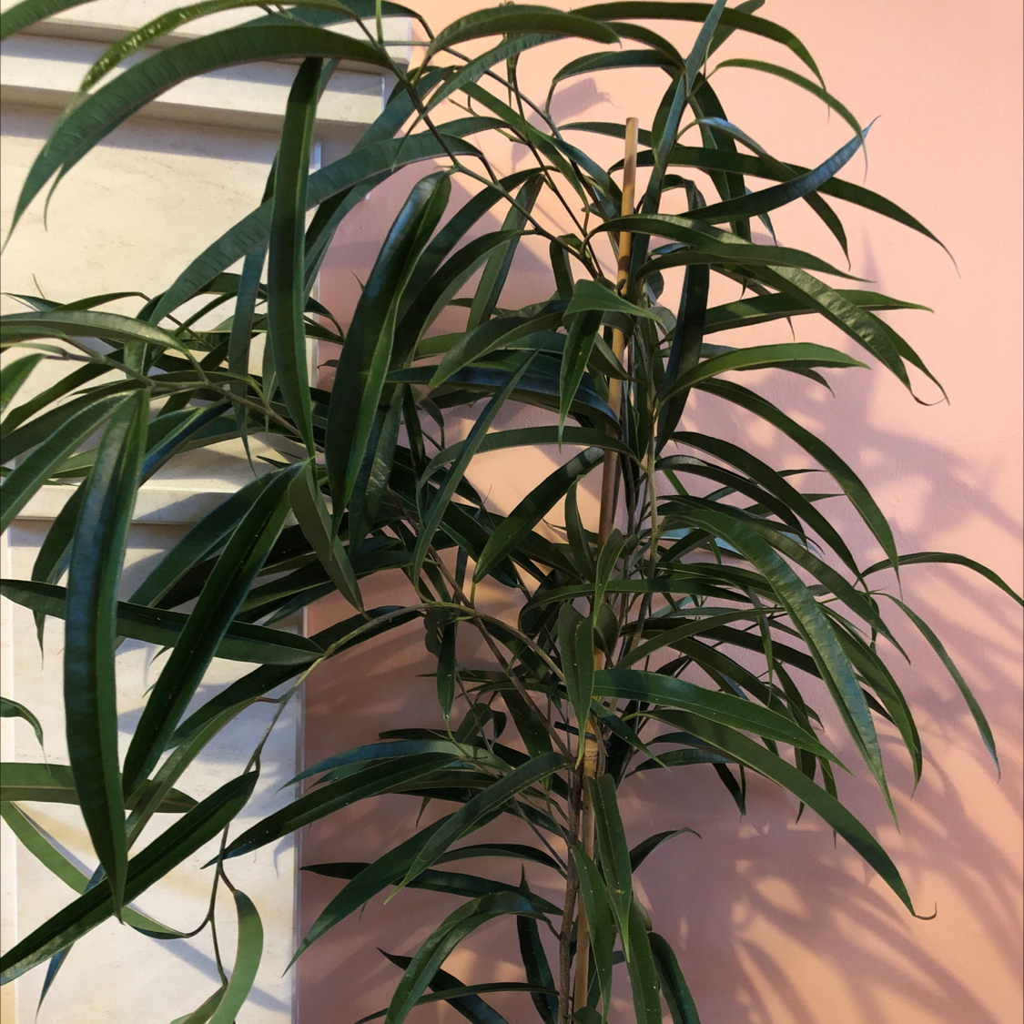 Ficus Alii plant with long, narrow leaves against a plain wall.