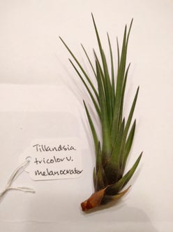 Tillandsia melanocrater plant