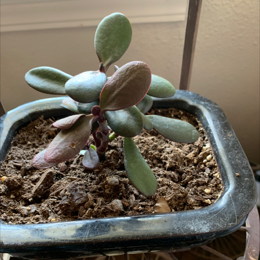 Lucky Plant plant photo by @meeshadenise named marty on Greg, the plant care app.