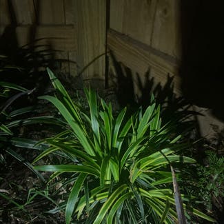 A plant in Fort Belvoir, Virginia
