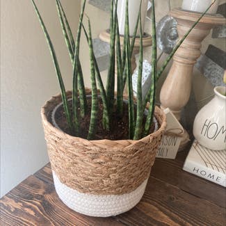 Cylindrical Snake Plant plant in Fort Belvoir, Virginia
