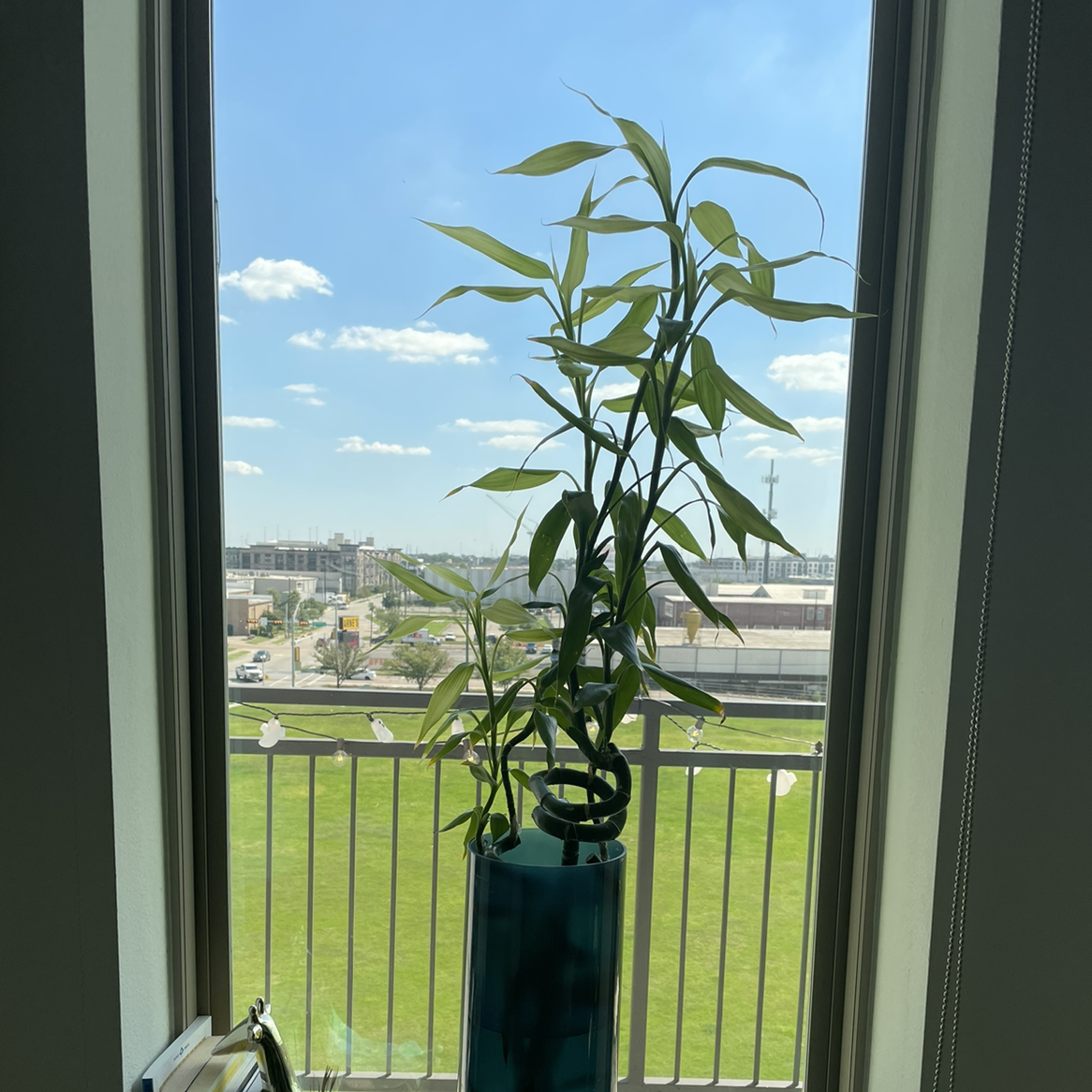 Lucky Bamboo plant photo by @geemunei named Panda on Greg, the plant care app.