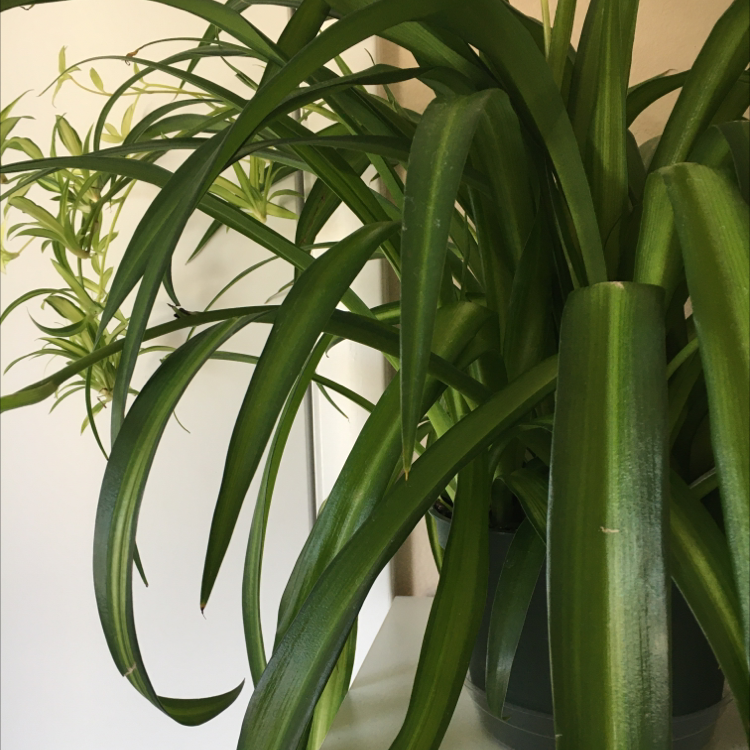 Healthy Hawaiian Spider Plant with long, arching green leaves.