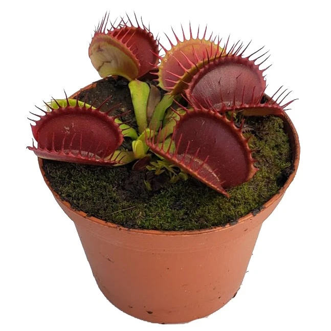 Red Piranha plant photo by Kane named Apollo on Greg, the plant care app.