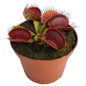 Venus Fly Trap plant photo by Kane named Apollo on Greg, the plant care app.