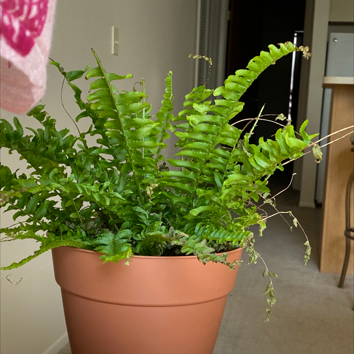 Boston Fern plant photo by Karen named Elina on Greg, the plant care app.