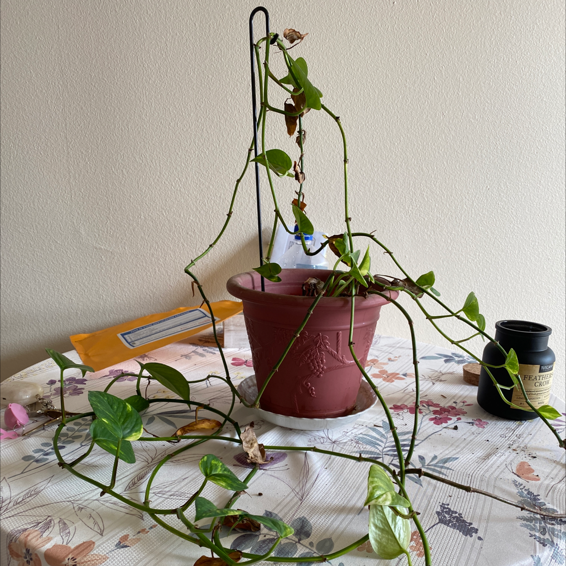 Taro Vine plant photo by Karen named Einstein on Greg, the plant care app.