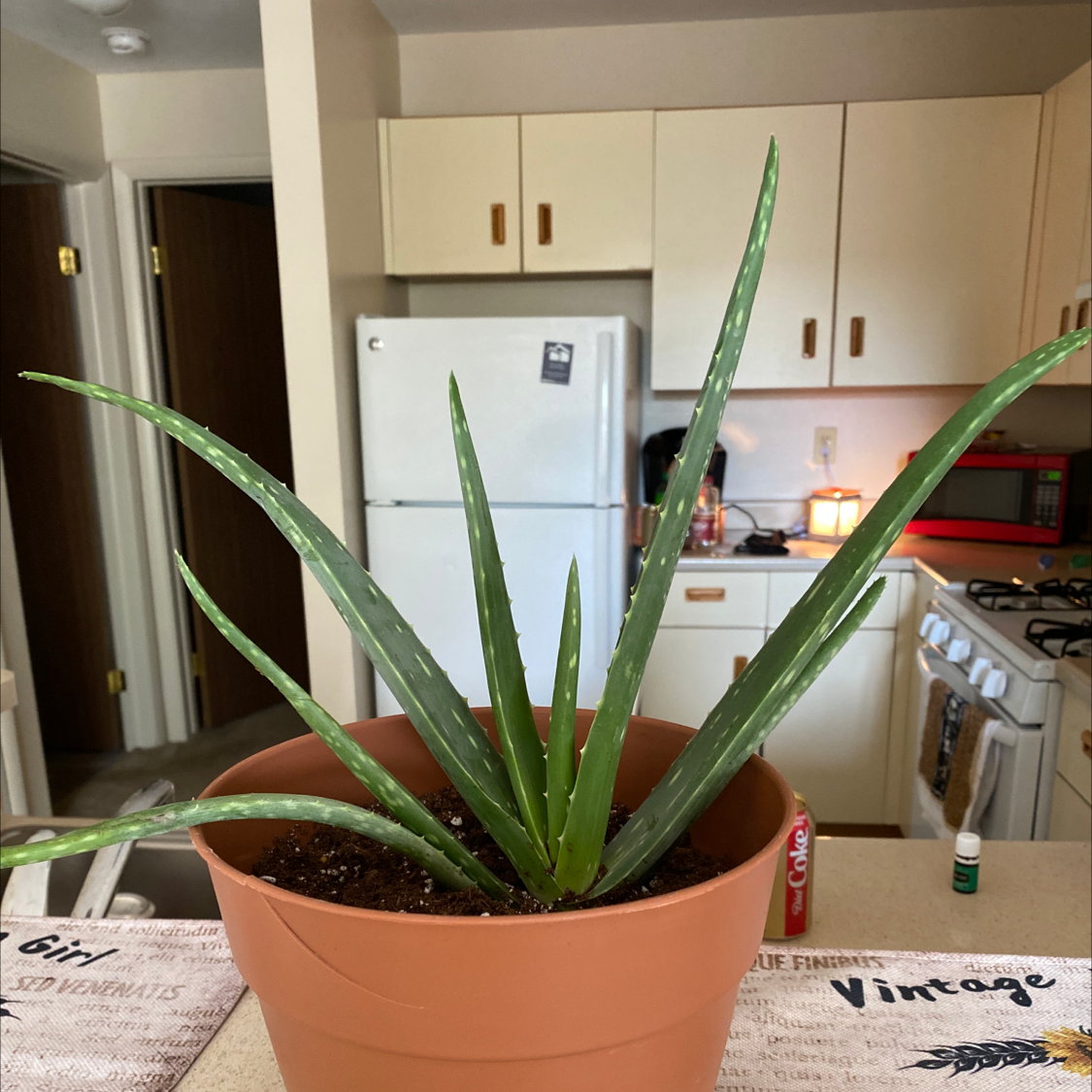 Aloe vera plant photo by Karen named Tolkien on Greg, the plant care app.