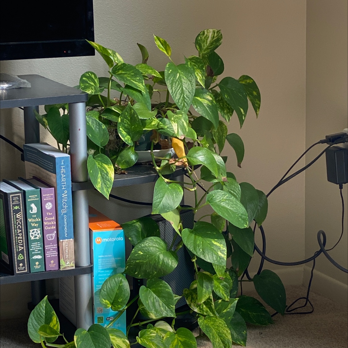 Taro Vine plant photo by Karen named Hemingway on Greg, the plant care app.