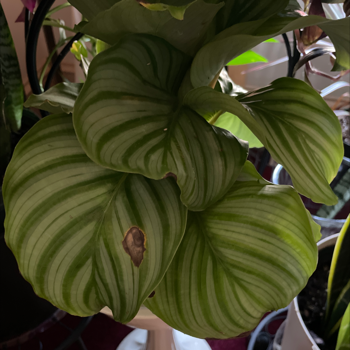 Calathea Orbifolia plant with large striped leaves and a brown spot on one leaf.