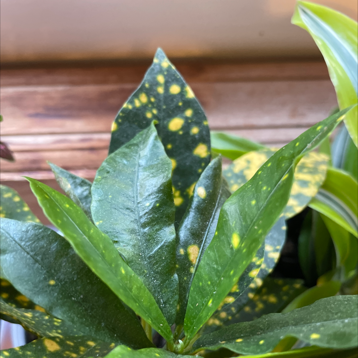 Photo of the plant species Japanese Laurel by @Shinka named Yellow Spot on Greg, the plant care app