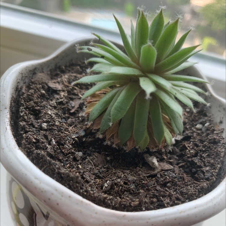 Potted Echeveria 'Arrow Setosa' plant with visible soil and slight browning on lower leaves.