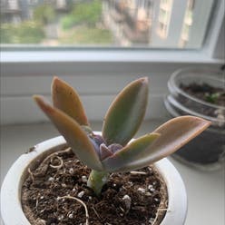 Graptoveria 'Fred Ives' plant