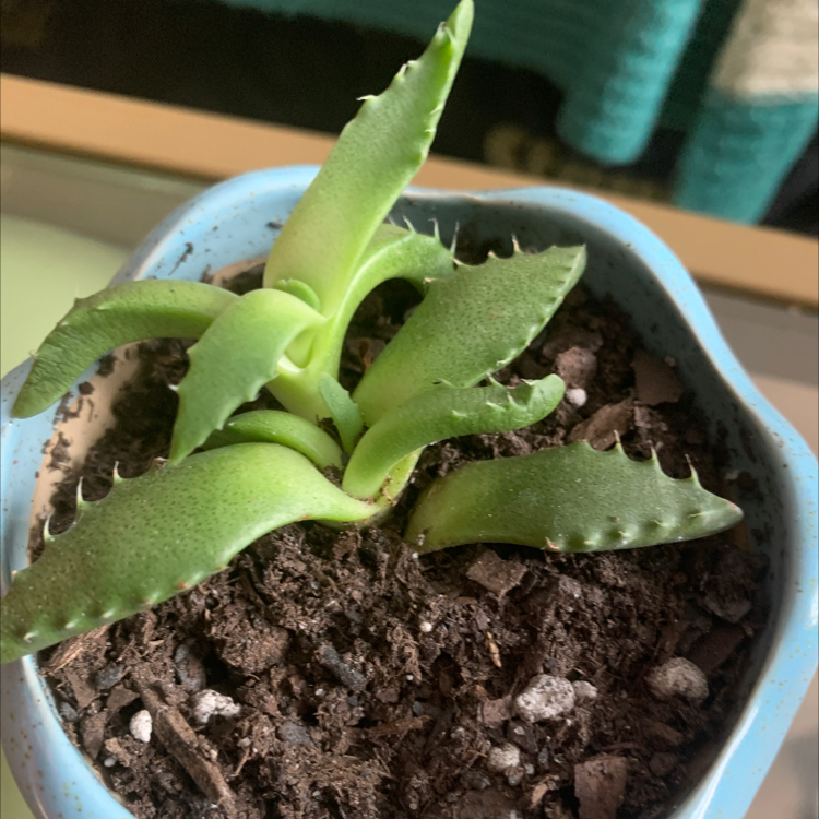 Tiger's Jaw plant in a small pot with visible soil, appearing healthy.