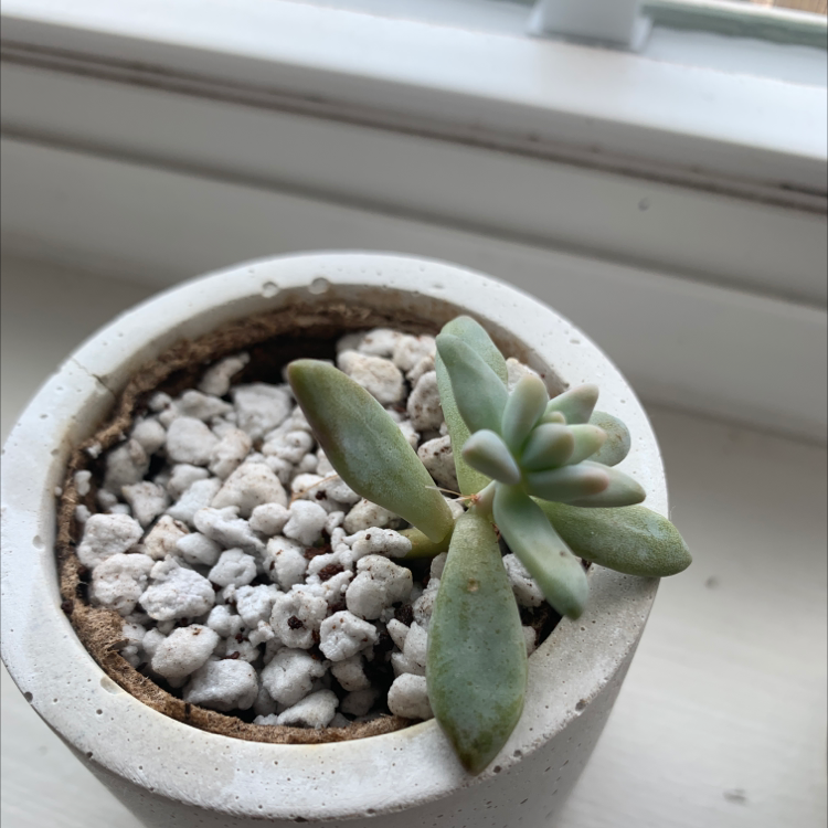 Graptosedum 'Darley Sunshine' succulent in a white pot with white gravel.