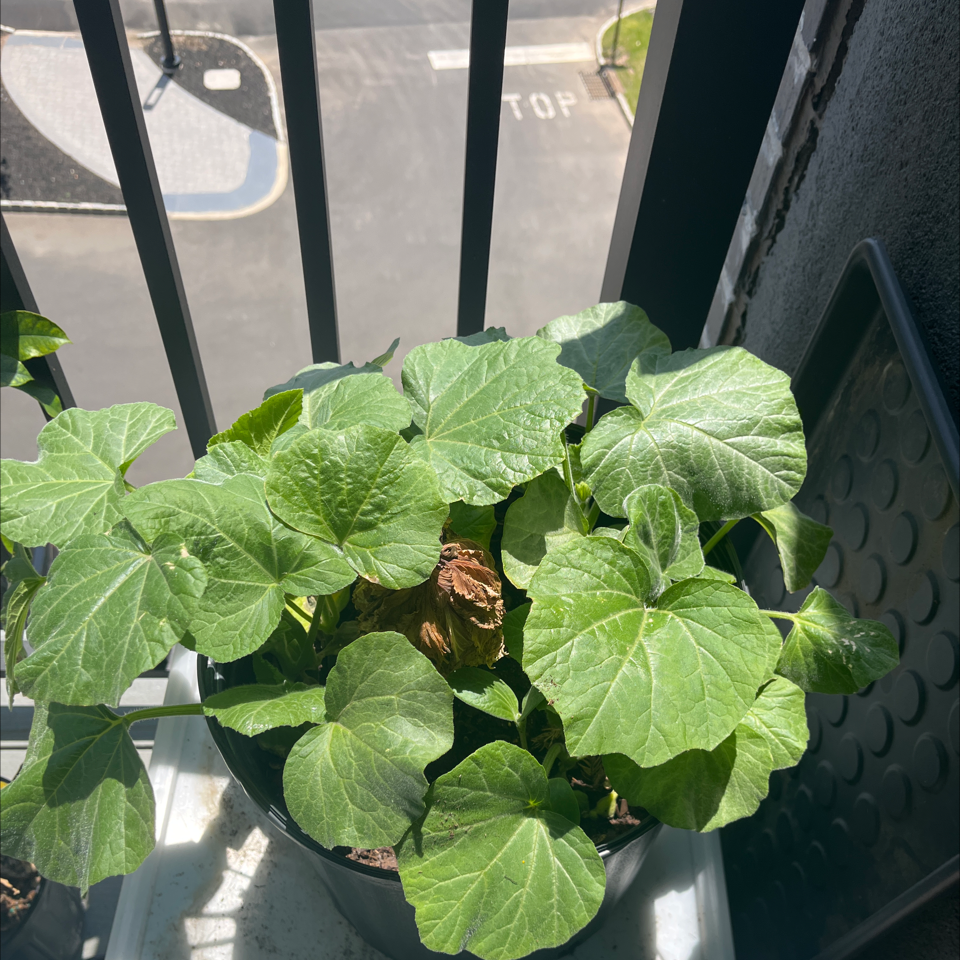 Photo of the plant species Butternut Pumpkin by @Niatan named Dax on Greg, the plant care app