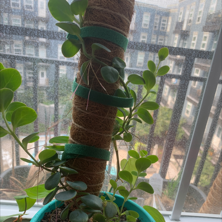 Marnier's Kalanchoe climbing a coir pole in a pot near a window.