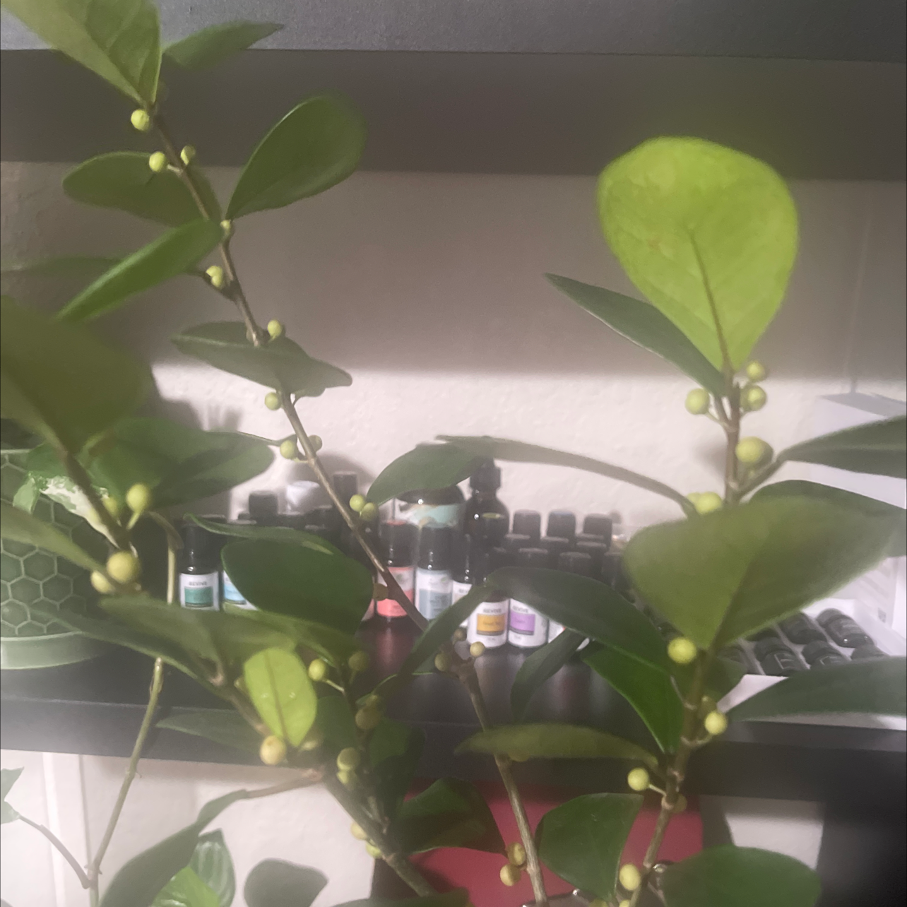 Photo of the plant species Ficus triangularis 'Variegata' by Ruiyi named Khaleesi on Greg, the plant care app