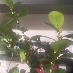 Ficus triangularis 'Variegata' plant