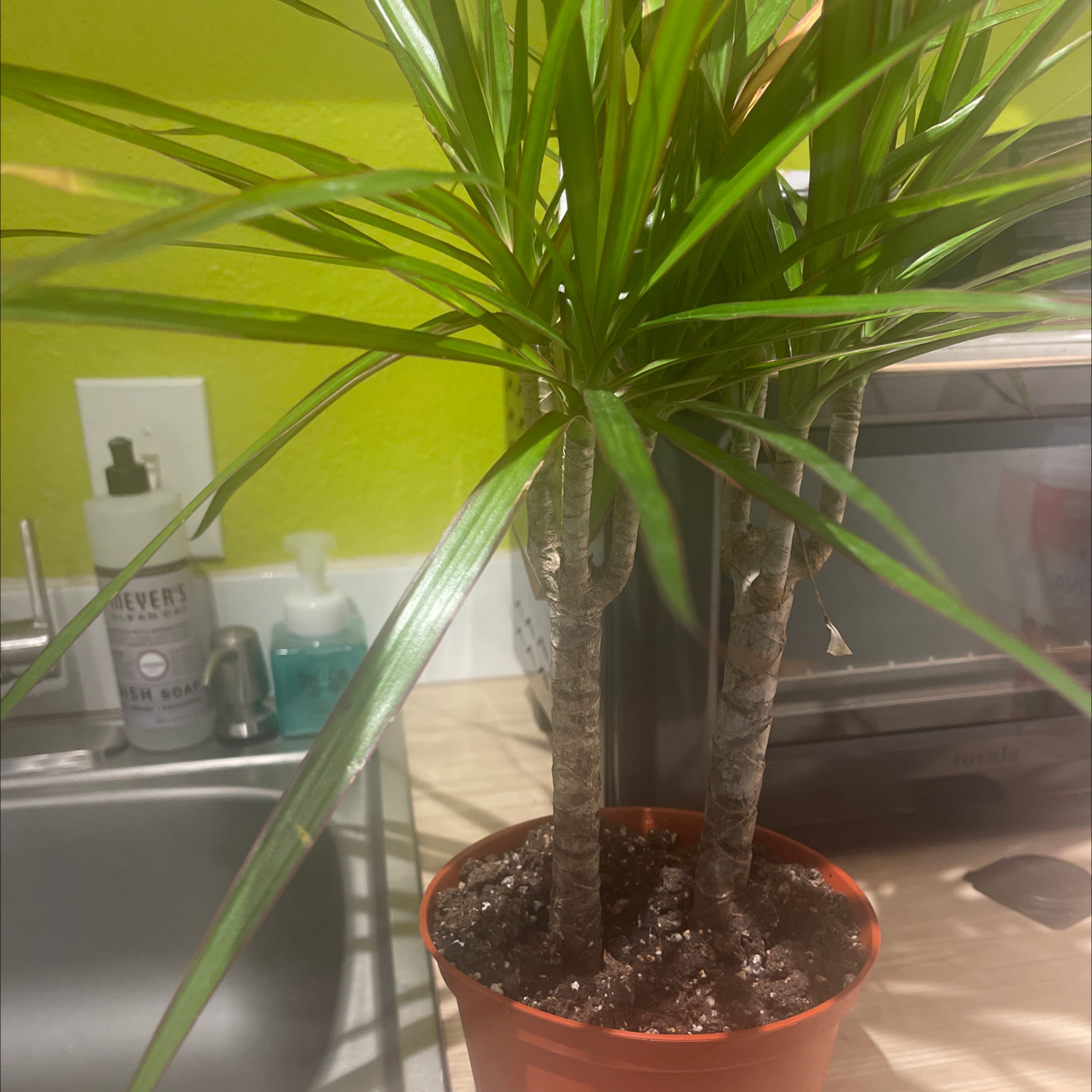 Dracaena 'Ray of Sunshine' plant in a red pot with visible soil, vibrant green leaves, and no signs of disease.