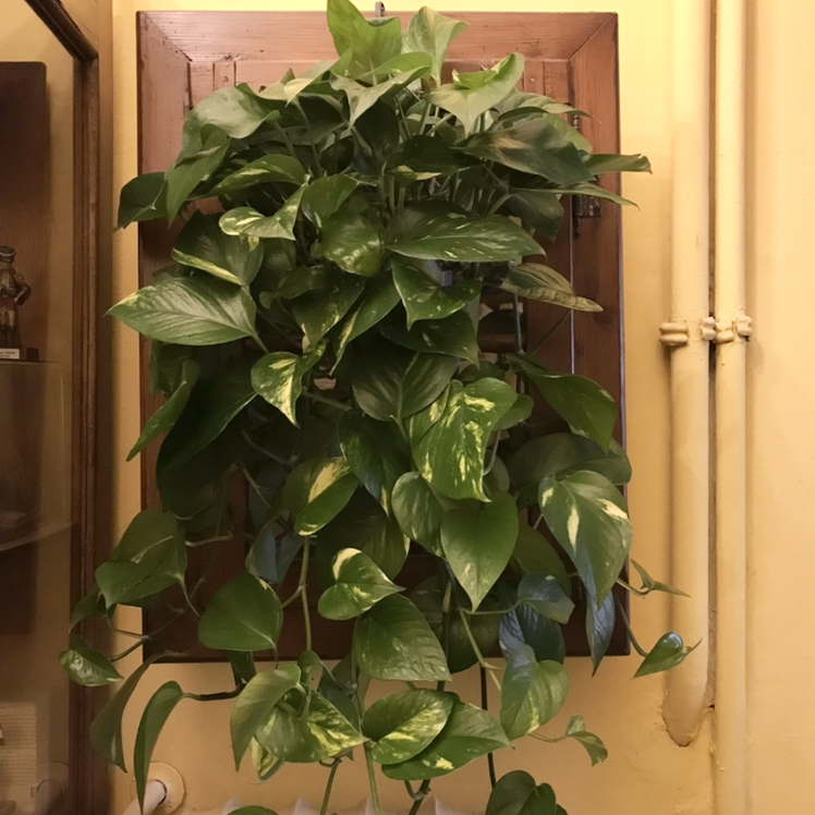Lush Hawaiian Pothos plant with vibrant green leaves and some variegation.