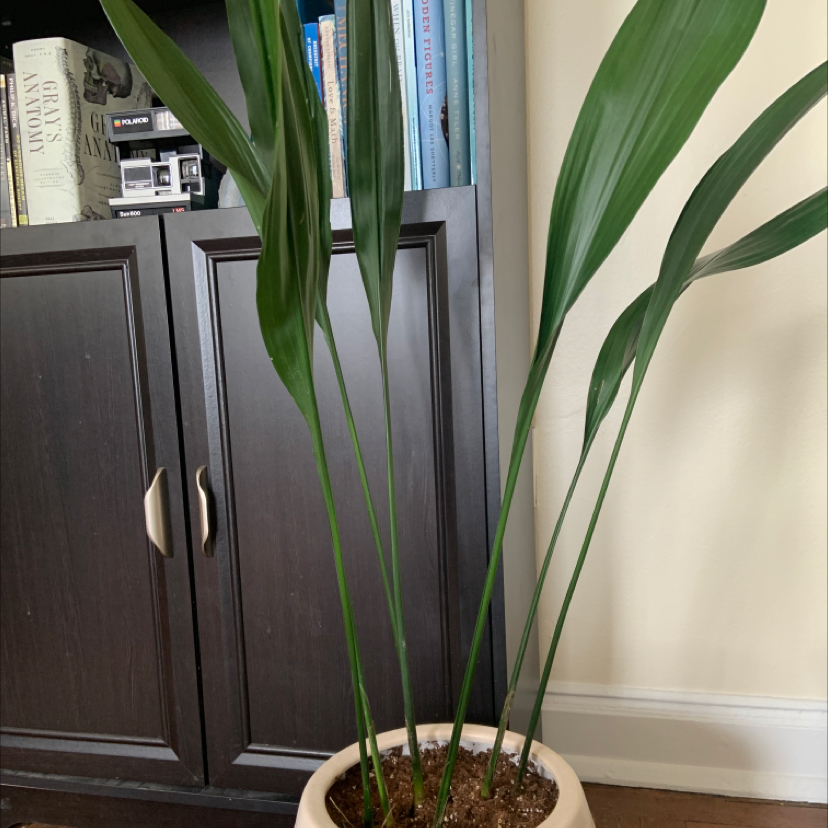 Healthy potted Cast Iron Plant with long green leaves, placed indoors near a bookshelf.