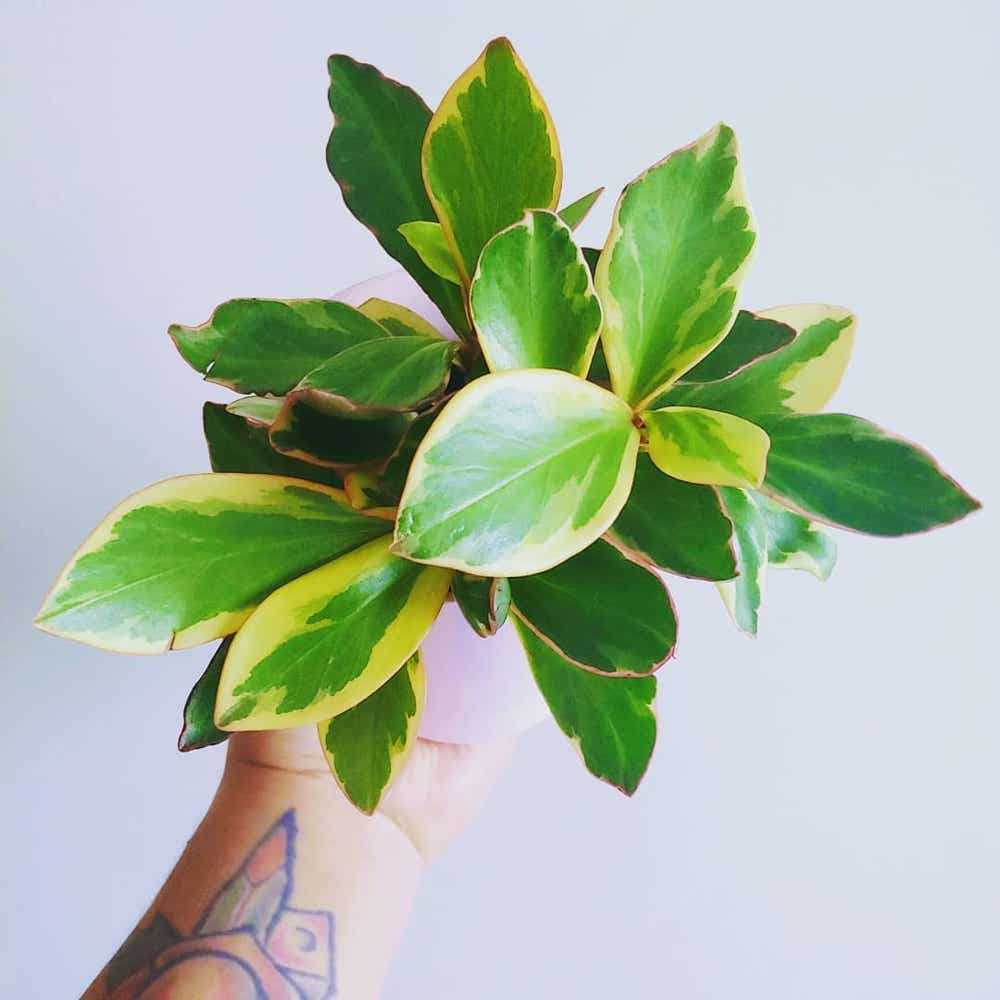 Photo of the plant species Peperomia 'Ginny' on Greg, the plant care app